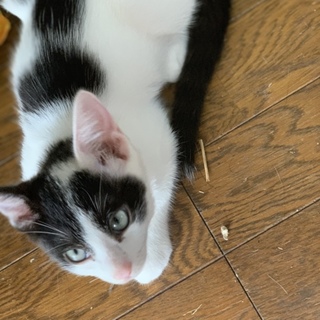 子猫の里親様募集してますm(_ _)m