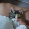 超甘えたな三毛猫ちゃん