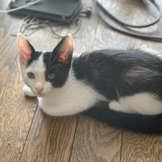 子猫の里親様募集してますm(_ _)m