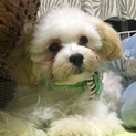 ぜひ良い飼い主様に引き取って頂きたいです。