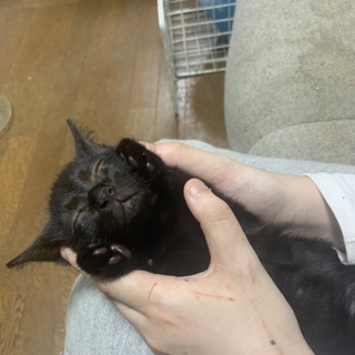 子猫の里親様募集してますm(_ _)m