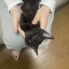 子猫の里親様募集してますm(_ _)m サムネイル2
