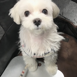 まる男10/26Terra里親会に参加‼️