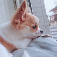 こはる