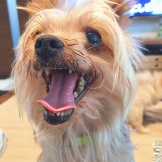 笑顔が可愛い、甘えん坊さん♡　まつりちゃん