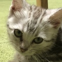 里親募集❤️人懐っこい甘えん坊な子猫ちゃんです