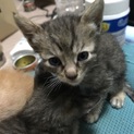 9月20日生まれの子猫