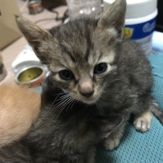 9月20日生まれの子猫