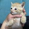9月20日生まれの子猫 サムネイル2