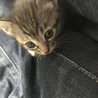 9月20日生まれの子猫 サムネイル3