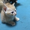 9月20日生まれの子猫 サムネイル4