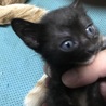 9月20日生まれの子猫 サムネイル7