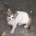3匹の子猫♡家族になって♡