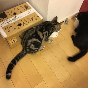 試しに近くで食べさせたら、海はグルルルル。しゅうはシャーーー。即いつもの定位置に移動。笑