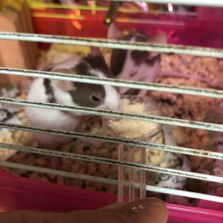 パンダマウス オス