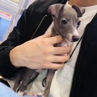 タヴィ