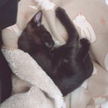 黒猫かぎしっぽ君二ヶ月