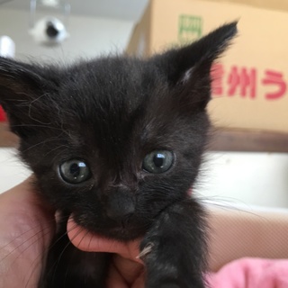里親決定。黒猫ベルちゃん1ヶ月半