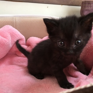 里親決定☆黒猫ミニーちゃん1ヶ月半