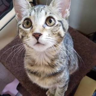 ☆キジトラ 女の子☆ 甘えん坊のおとちゃん♀️