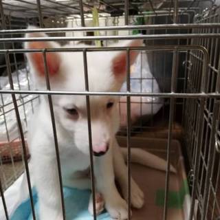 真っ白な3ヶ月仔犬オス「蓮くん」