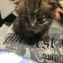 子猫の里親さん募集