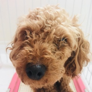 新しいおうちが見つかりました！