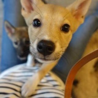 明るい性格の仔シャルロット♪