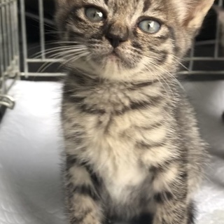 【再掲載】キジトラ＊おっとりマイペースな女の子