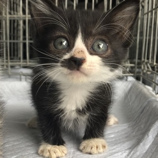 【再掲載】ハチワレ＊ヒゲ模様の女の子