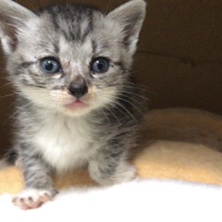 【トライアル中】サバシロ＊おっとりかわいい男の子