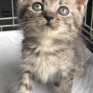 【トライアル】サバ＊かわいい男の子