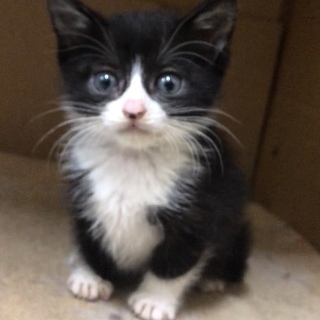 黒多めハチワレ＊白手袋の男の子