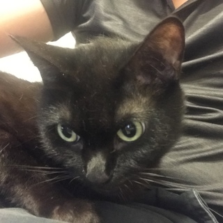 結婚するに伴い、新しい飼い主さんを募集