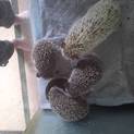 ハリネズミ生後1ヶ月半オス×1メス×2