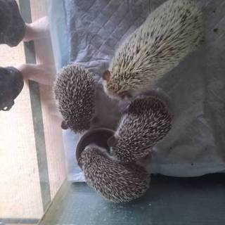 ハリネズミ生後1ヶ月半オス×1メス×2