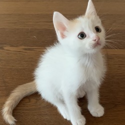 ☆子猫祭り開催します。☆彡サクラねこ名古屋　 サムネイル2