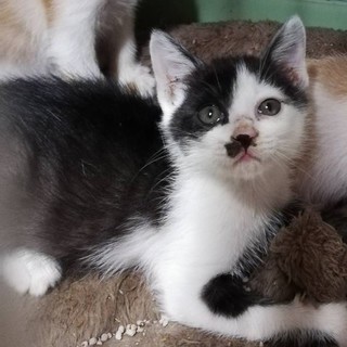 あまえた～い！ごまちゃんです♪