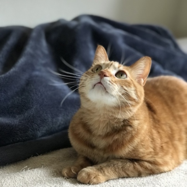 かざくにこのカバー写真