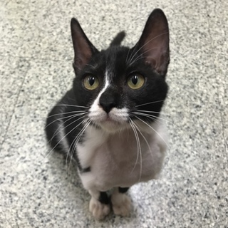 人好き猫好き！美形の白黒オス猫くんです！