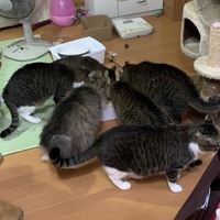 8匹にゃんこず(実家猫)