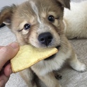 MIX子犬の女の子 きのこちゃん