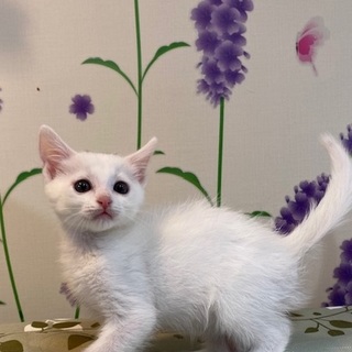 １０／２６・２７阿倍野区昭和町の譲渡会に参加♪