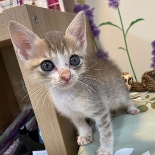 １０／２６・２７阿倍野区昭和町の譲渡会に参加♪