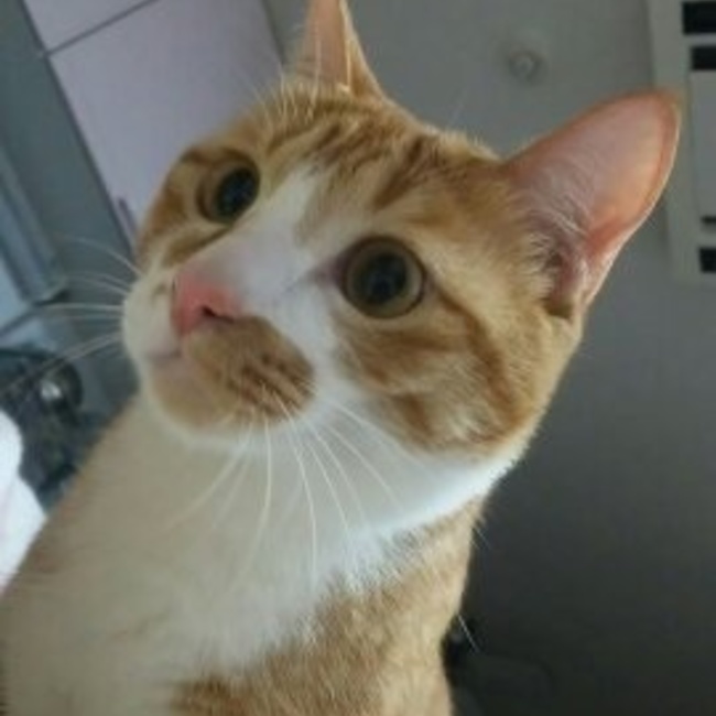ならまるのカバー写真