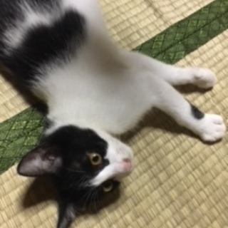 黒白男の子