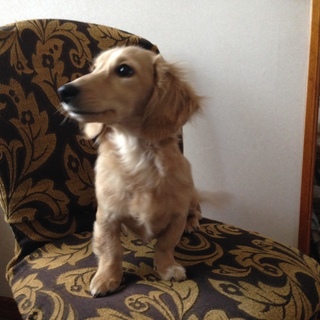 人が大好きなミニュチュアダックスの女の子です。