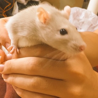 ファンシーラットの里親募集