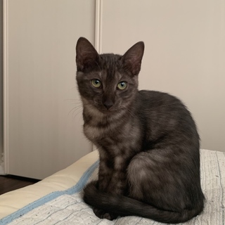 控えめな甘えん坊の可愛いグレー毛色の女の子♫