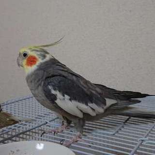 オカメインコ♂〈ノーマル〉の募集停止します